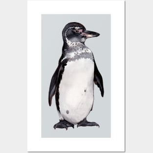 Galapagos Penguin Posters and Art